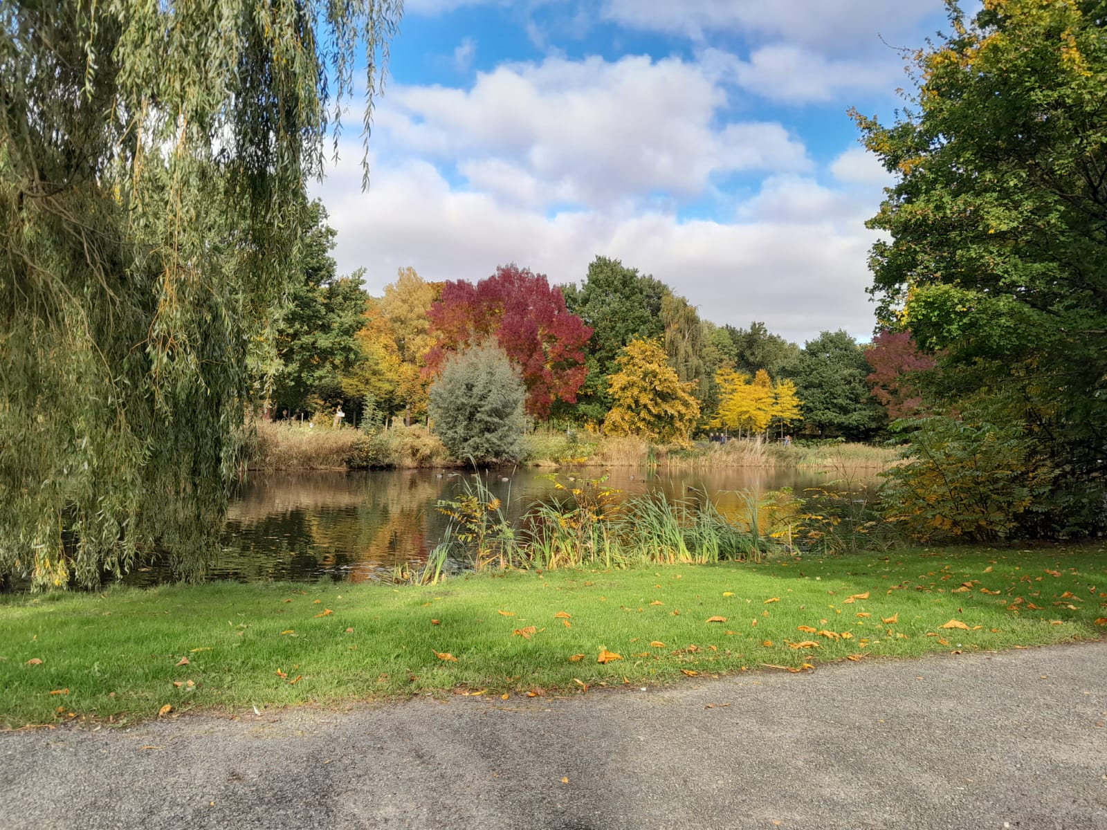 Trees with autumn leaves